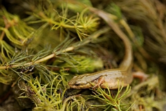 David Plant Photography - Wildlife Photography - Smooth newt - C